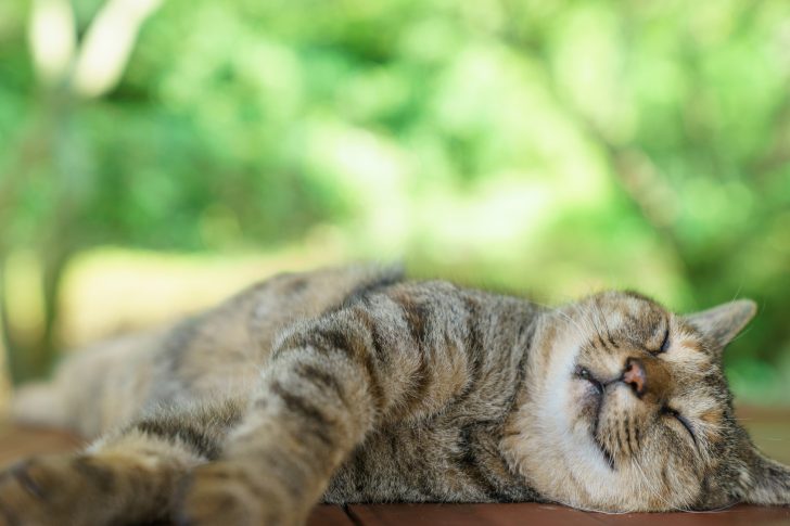 ストルバイト結石の愛猫に！尿の病気の猫へのおやつはOK 